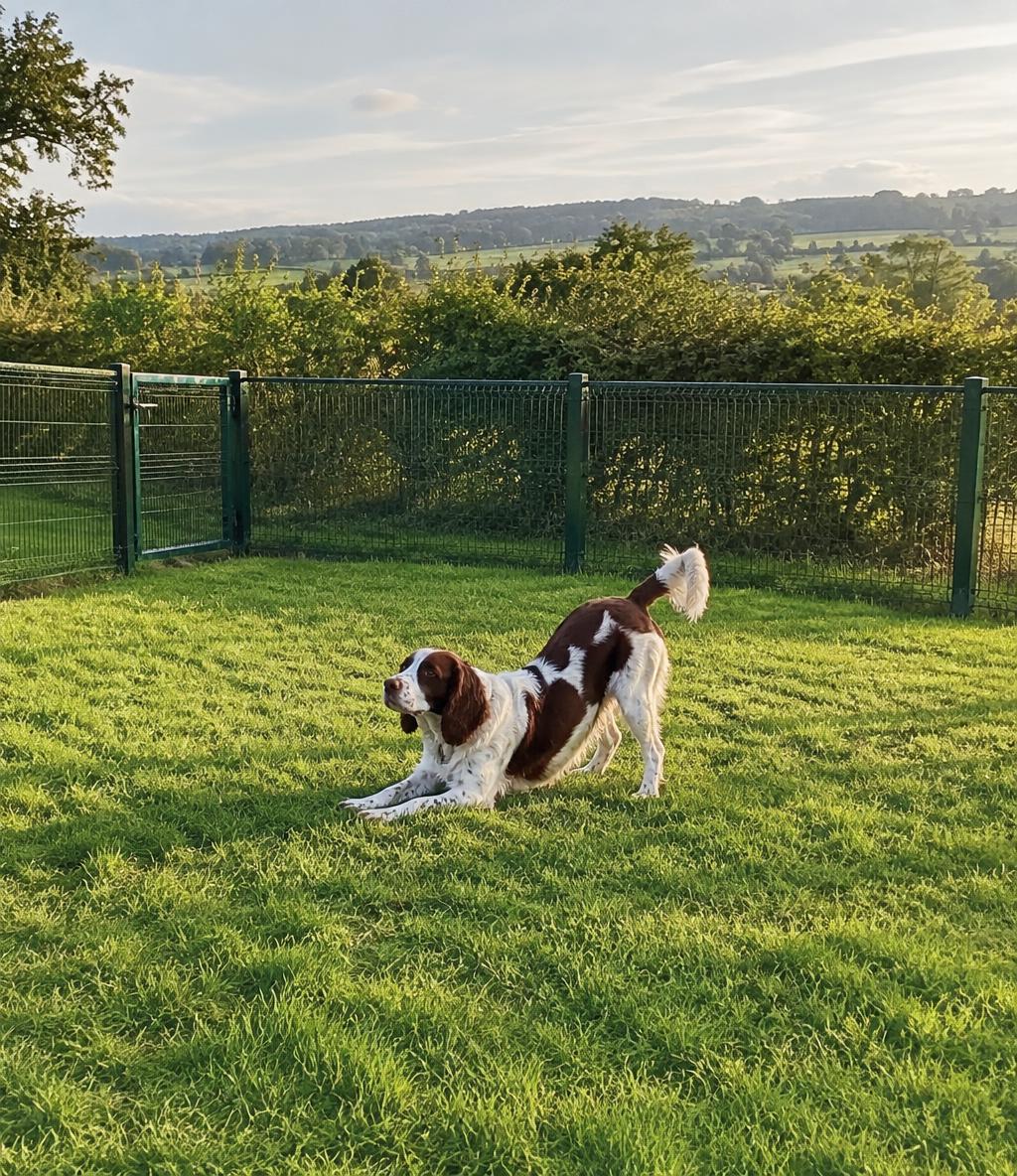 A spaniel stretching out on the grass exercise run, countryside hedges behind
